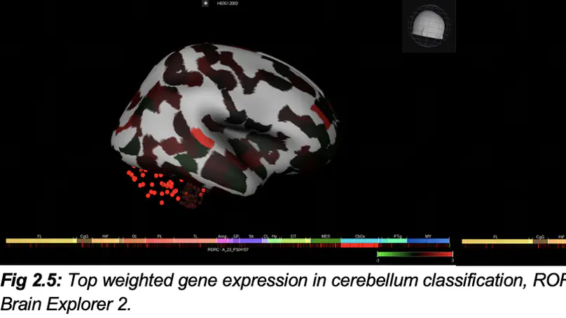 Revealing Location-Specific Variation and Drug Transport Specificity in the Allen Brain Atlas