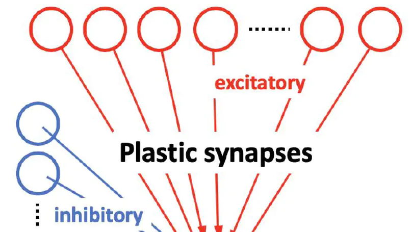 Spike-Timing Dependent Plasticity in a Neural Network